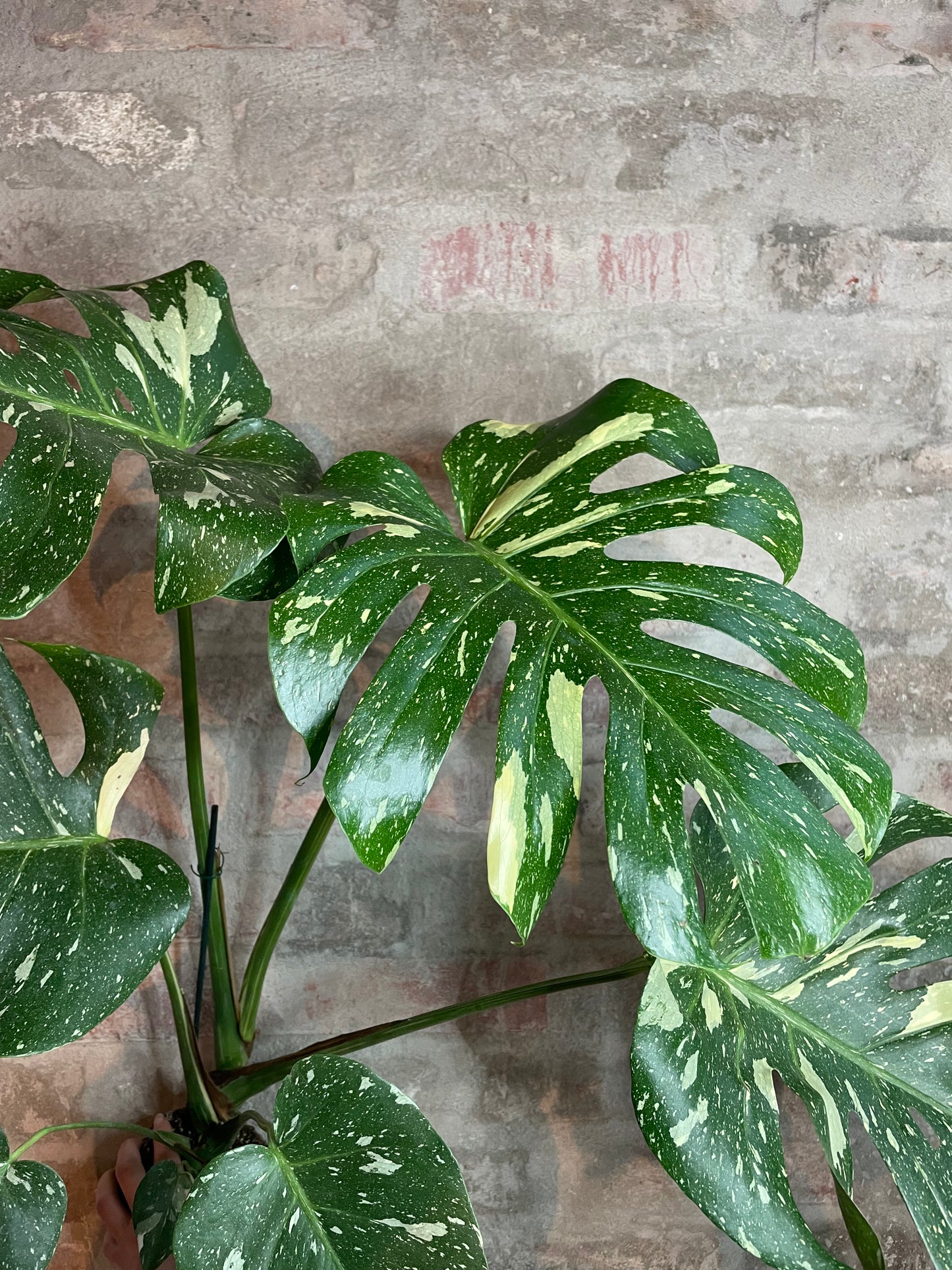 Monstera deliciosa ’Thai Constellation’ XL
