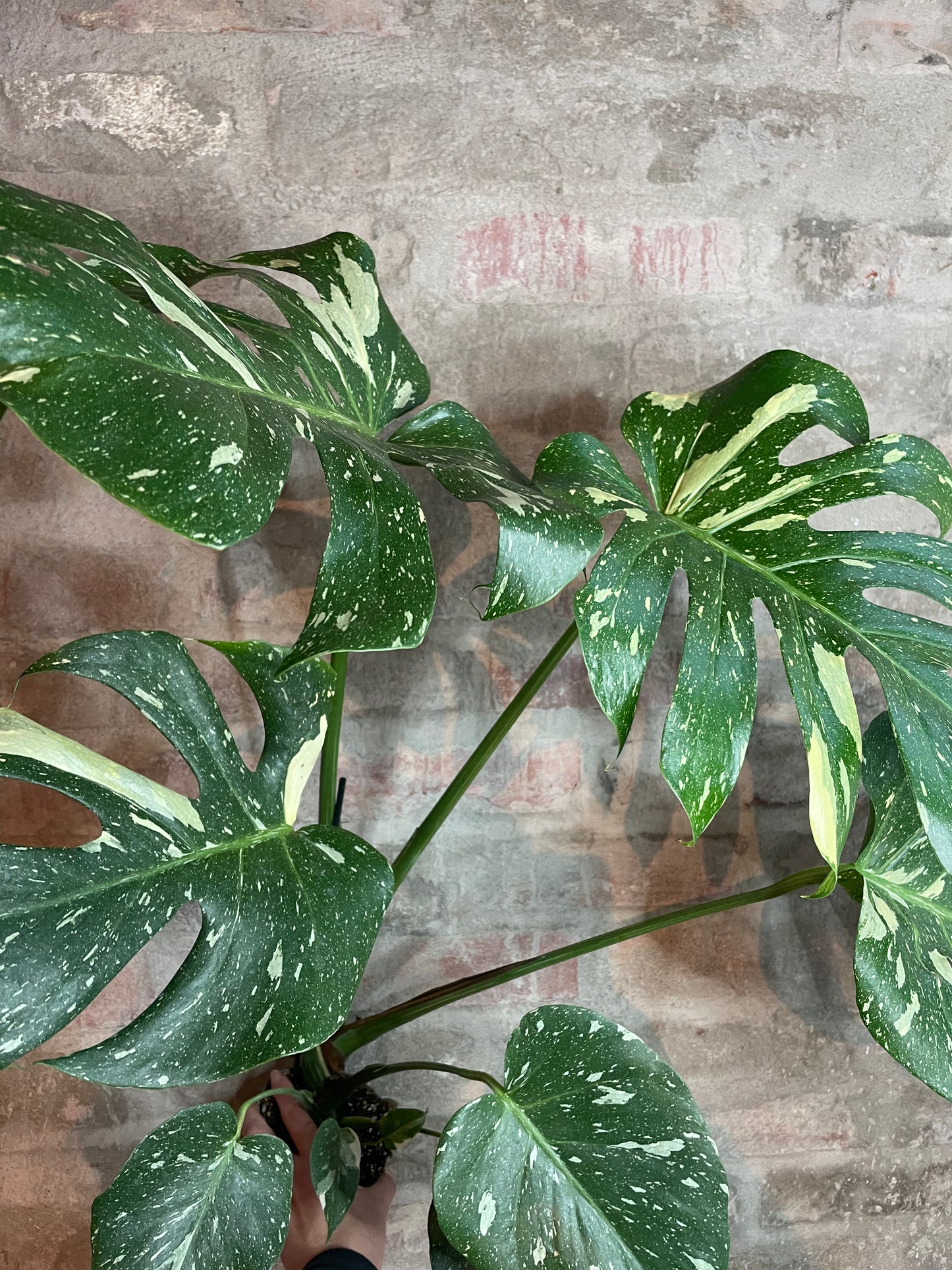 Monstera deliciosa ’Thai Constellation’ XL