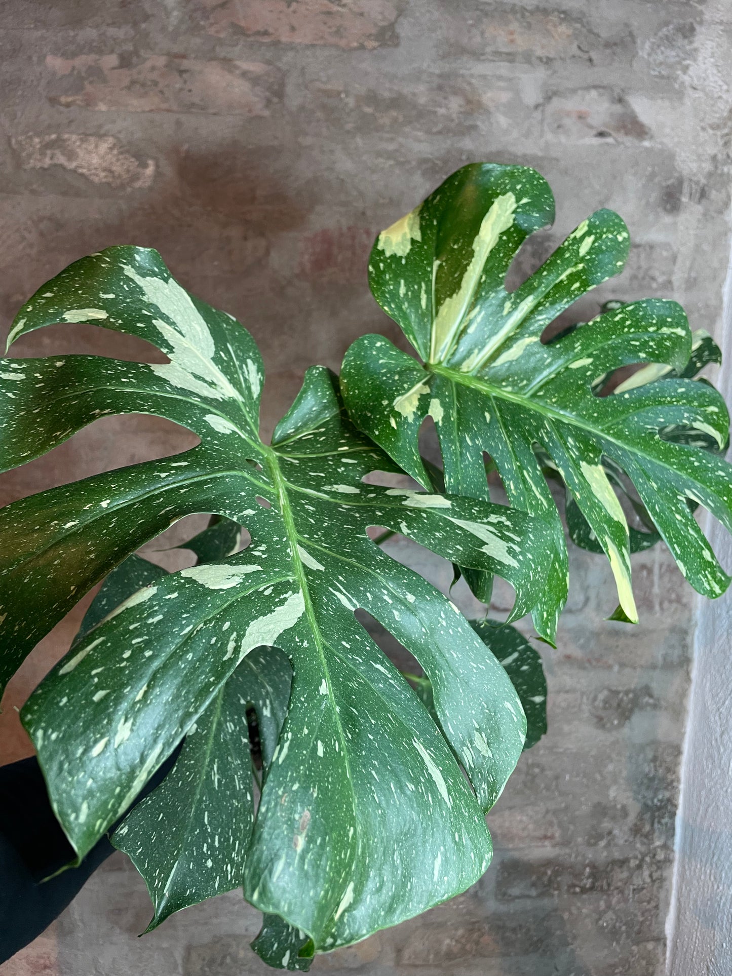Monstera deliciosa ’Thai Constellation’ XL
