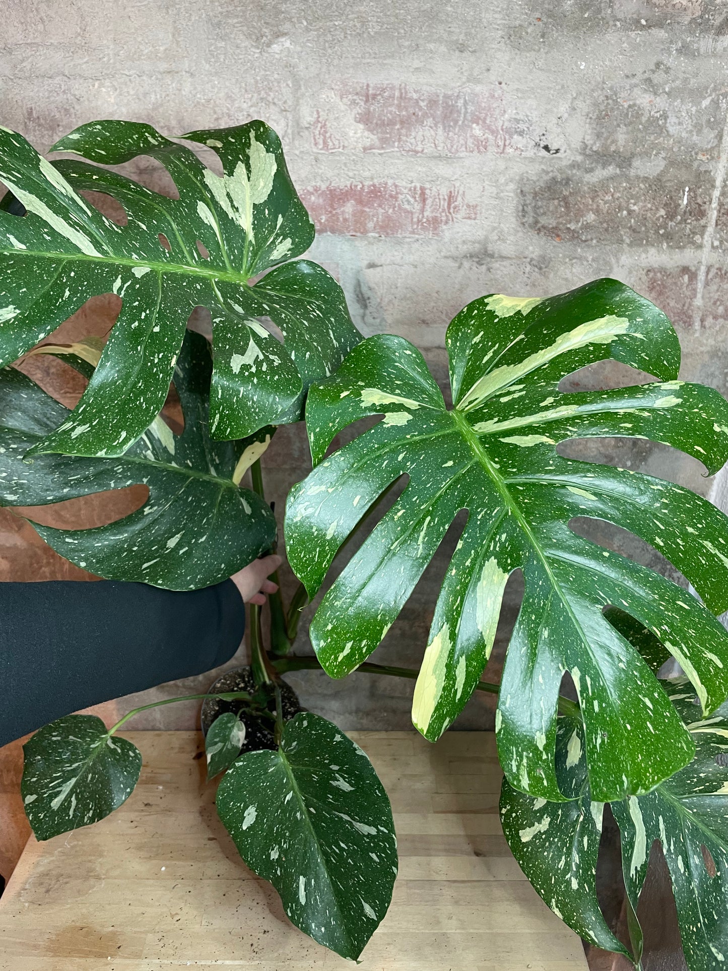Monstera deliciosa ’Thai Constellation’ XL