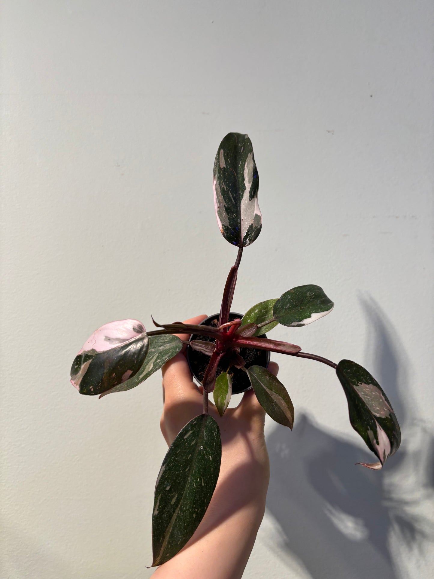 Philodendron ’Red Anderson’