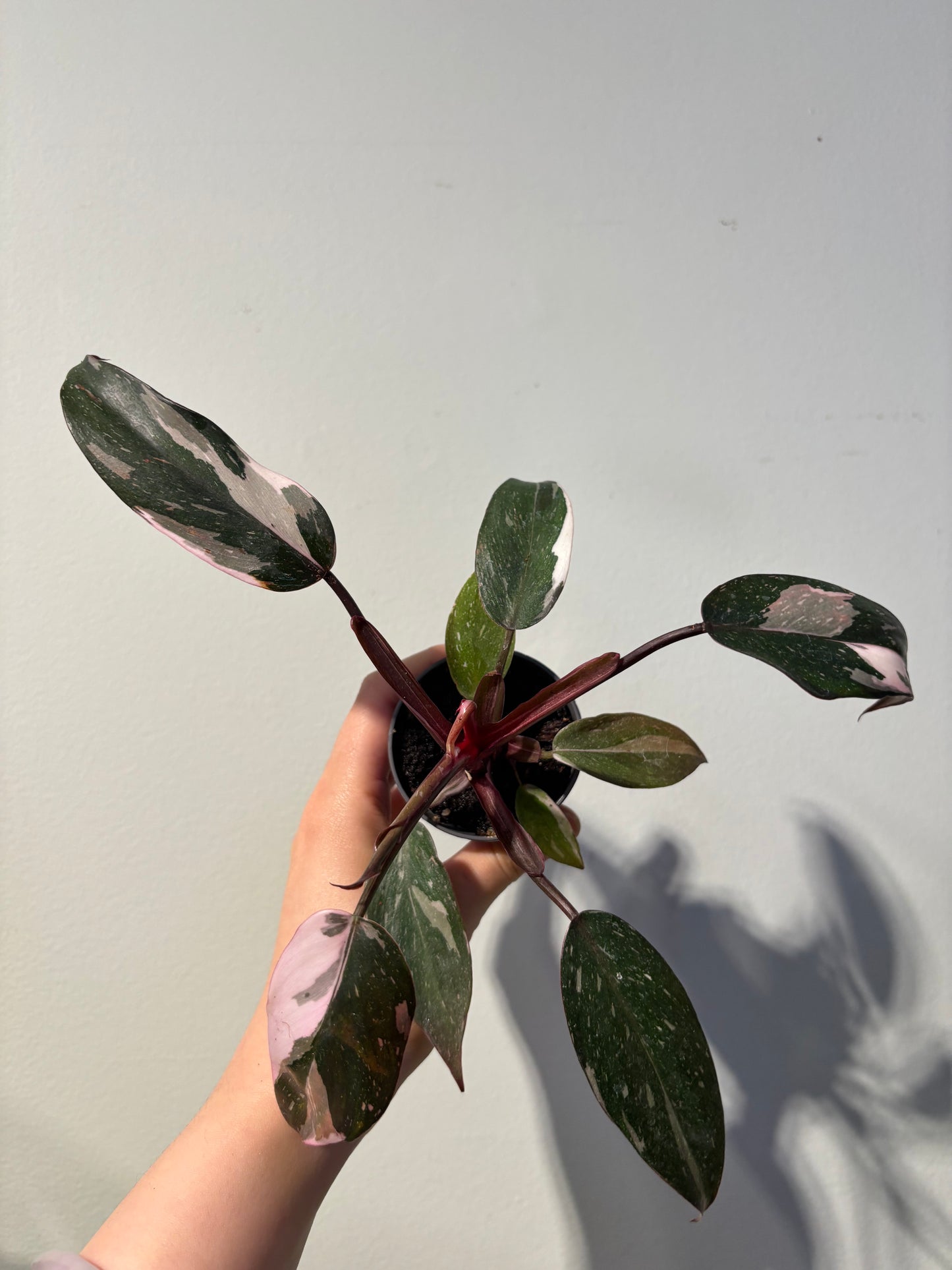 Philodendron ’Red Anderson’