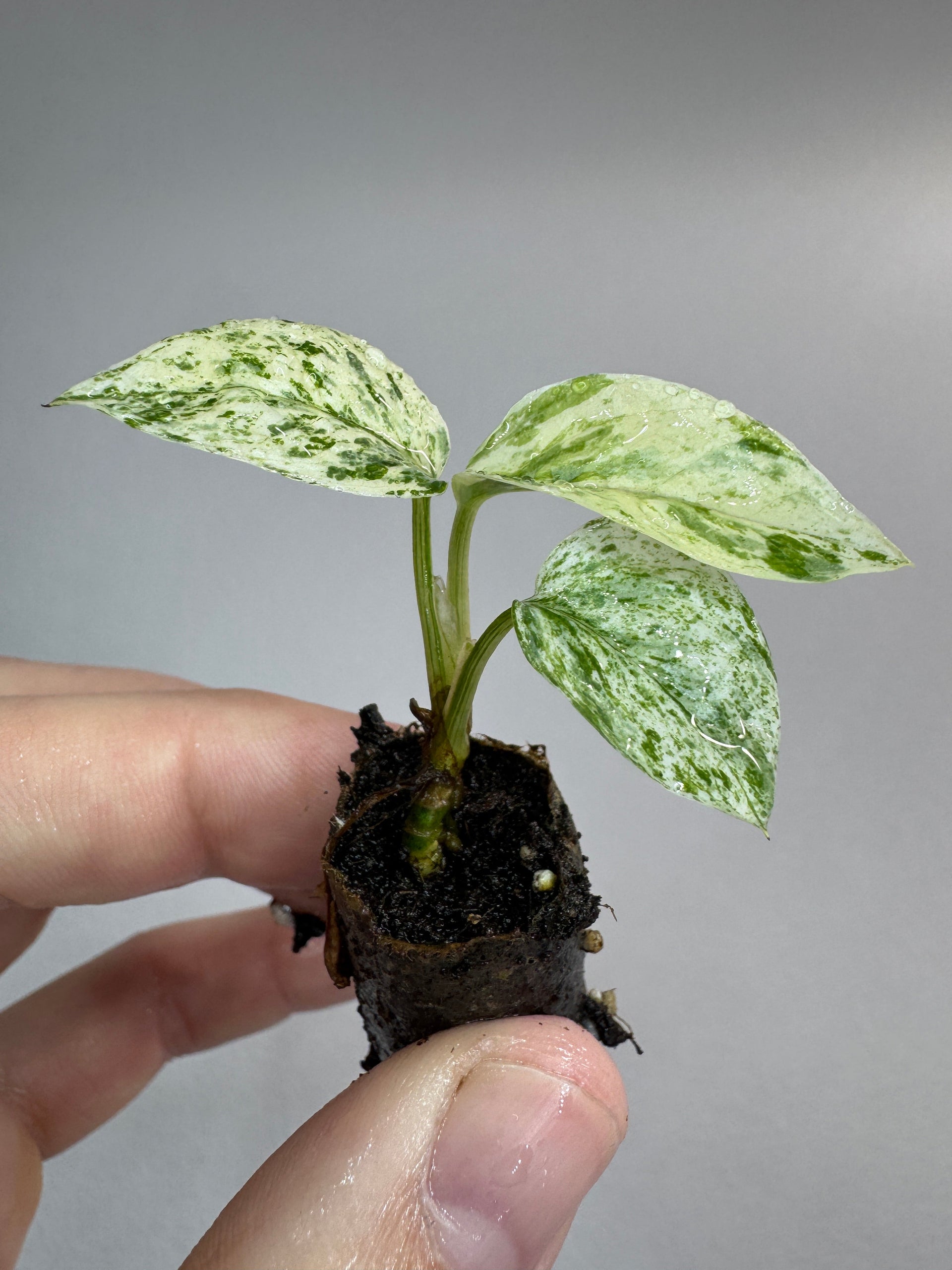 alocasia lauterbachiana variegata Alocasia Lauterbachiana 'Variegata' Rare Houseplant – Odd Leaf