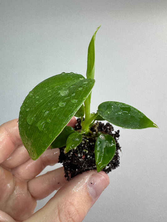 Philodendron ‘Jerry Horne’