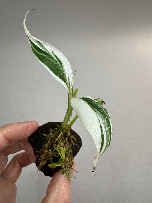 Musa aeae