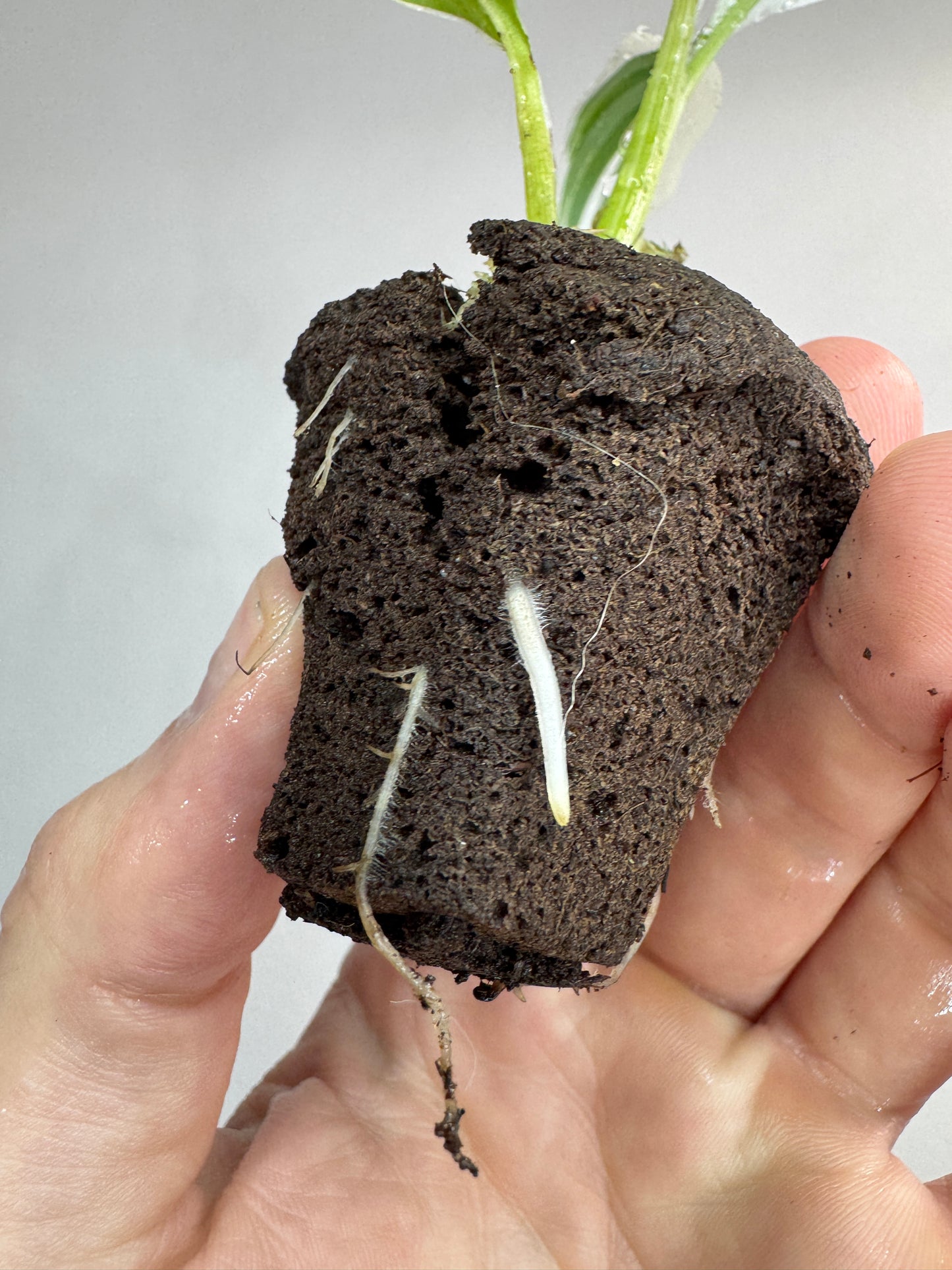 Musa aeae