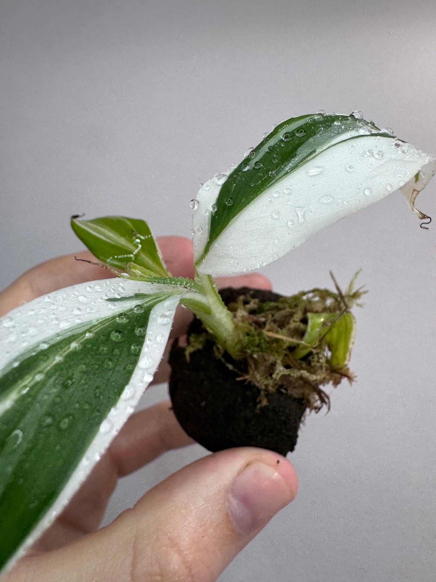 Musa aeae