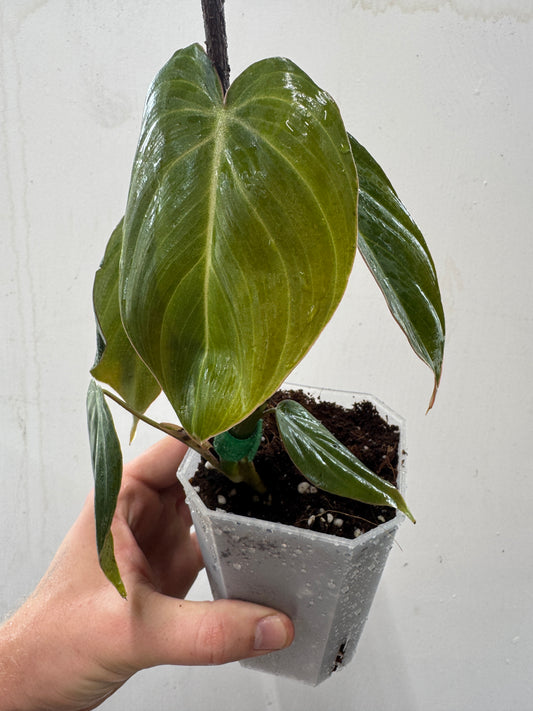Philodendron 'Glorious' + Aroid Pot & Velcro Tape
