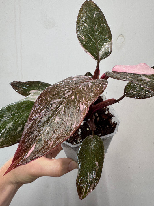 Philodendron Pink Princess GALAXY + Aroid Pot