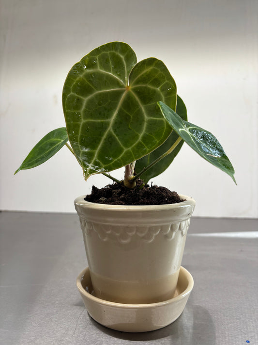 Bergs Potter, Ceramic pot, 10x11cm