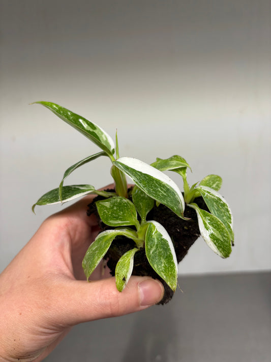 3x baby Philodendron white princess