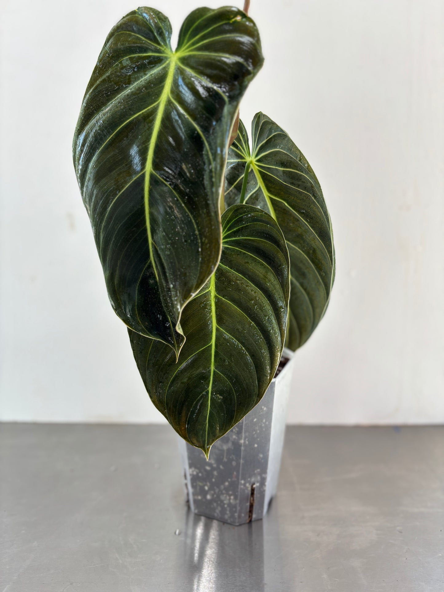Philodendron melanocrysum