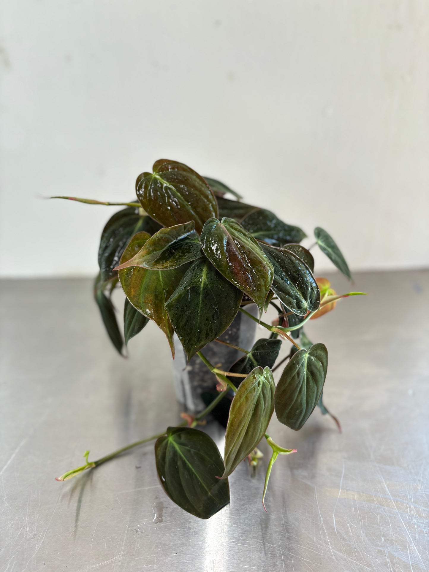 Philodendron micans