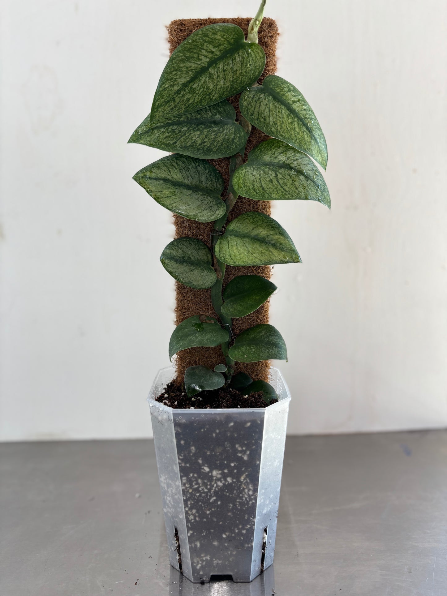 Rhaphidophora hongkongensis variegata ‘Mint’