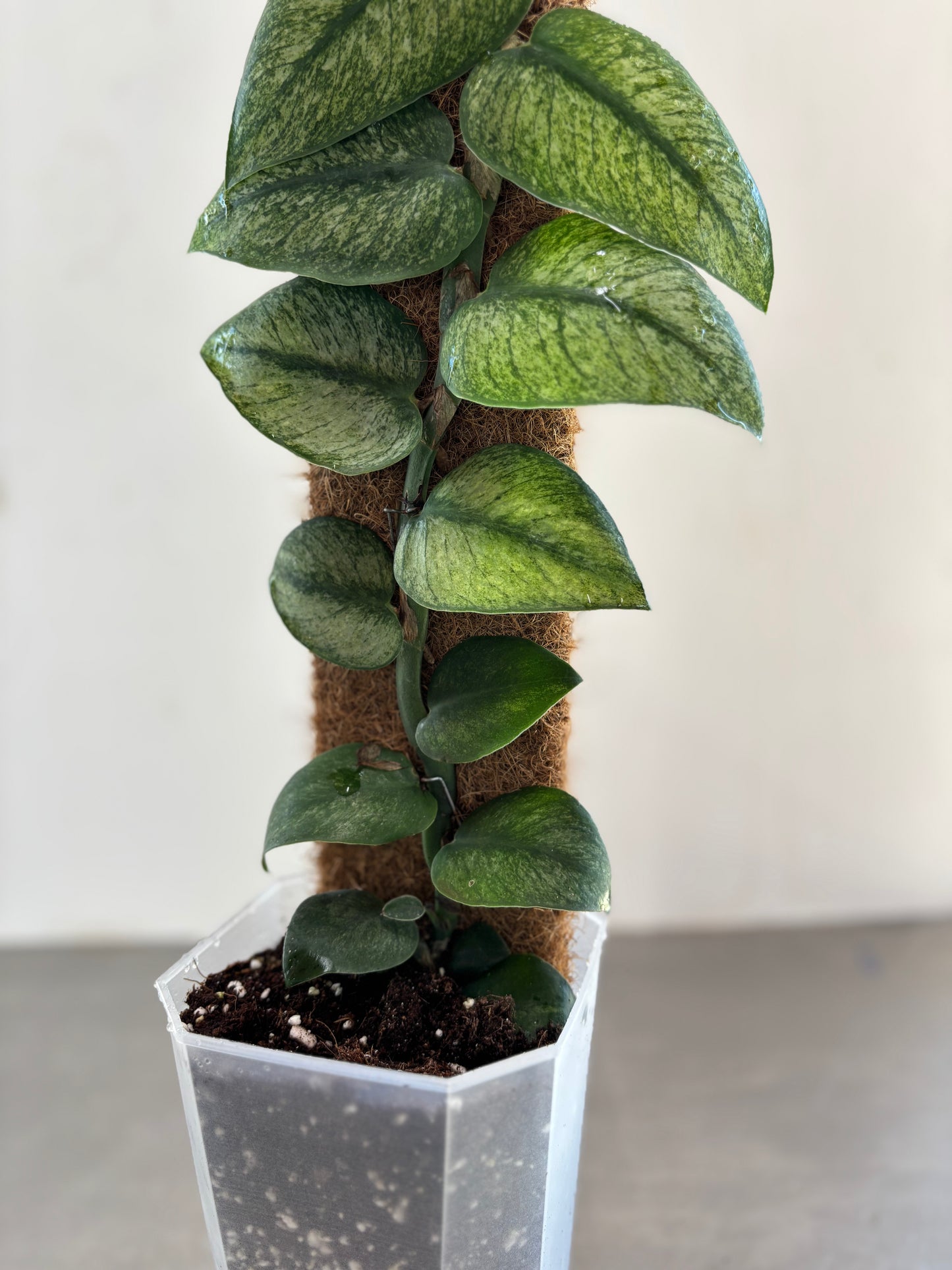 Rhaphidophora hongkongensis variegata ‘Mint’