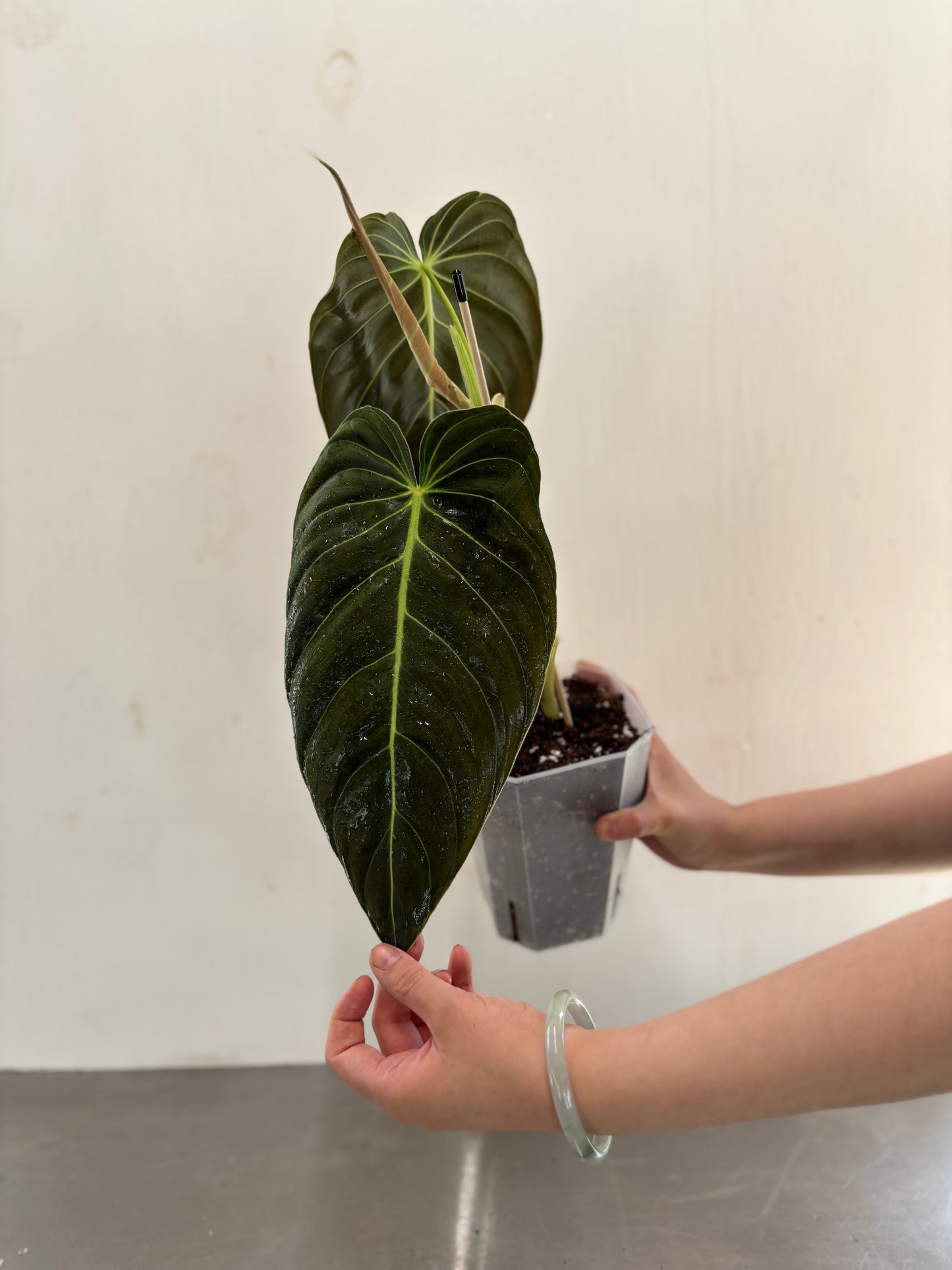 Philodendron melanocrysum