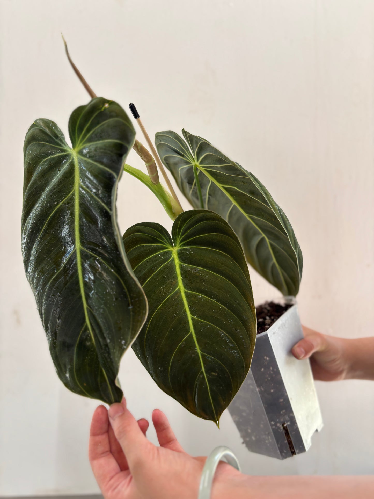 Philodendron melanocrysum