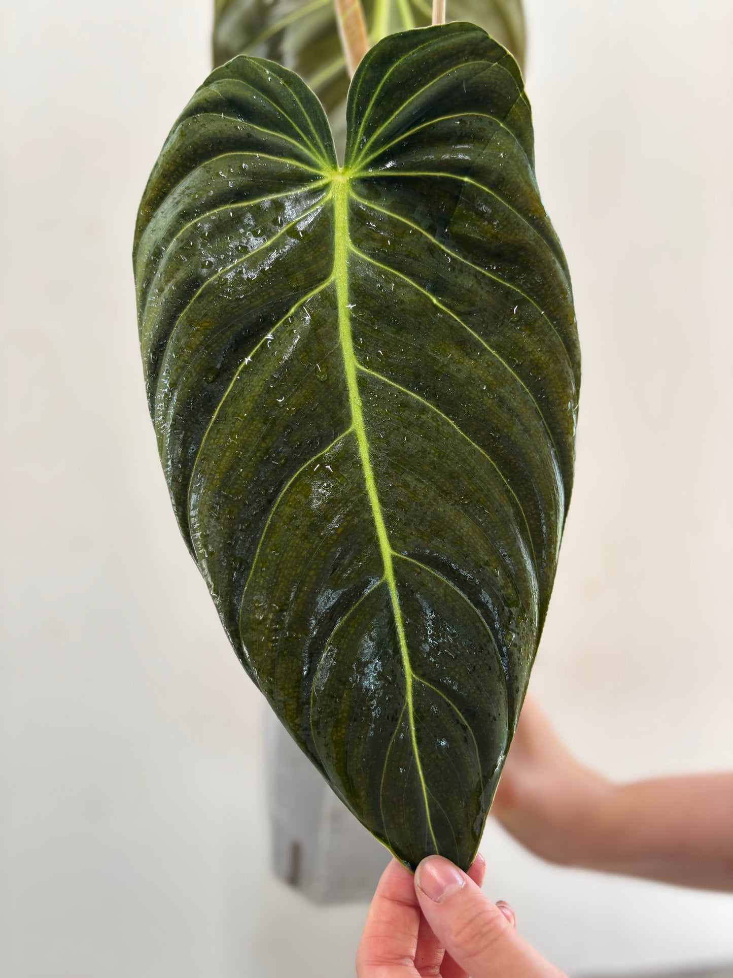 Philodendron melanocrysum