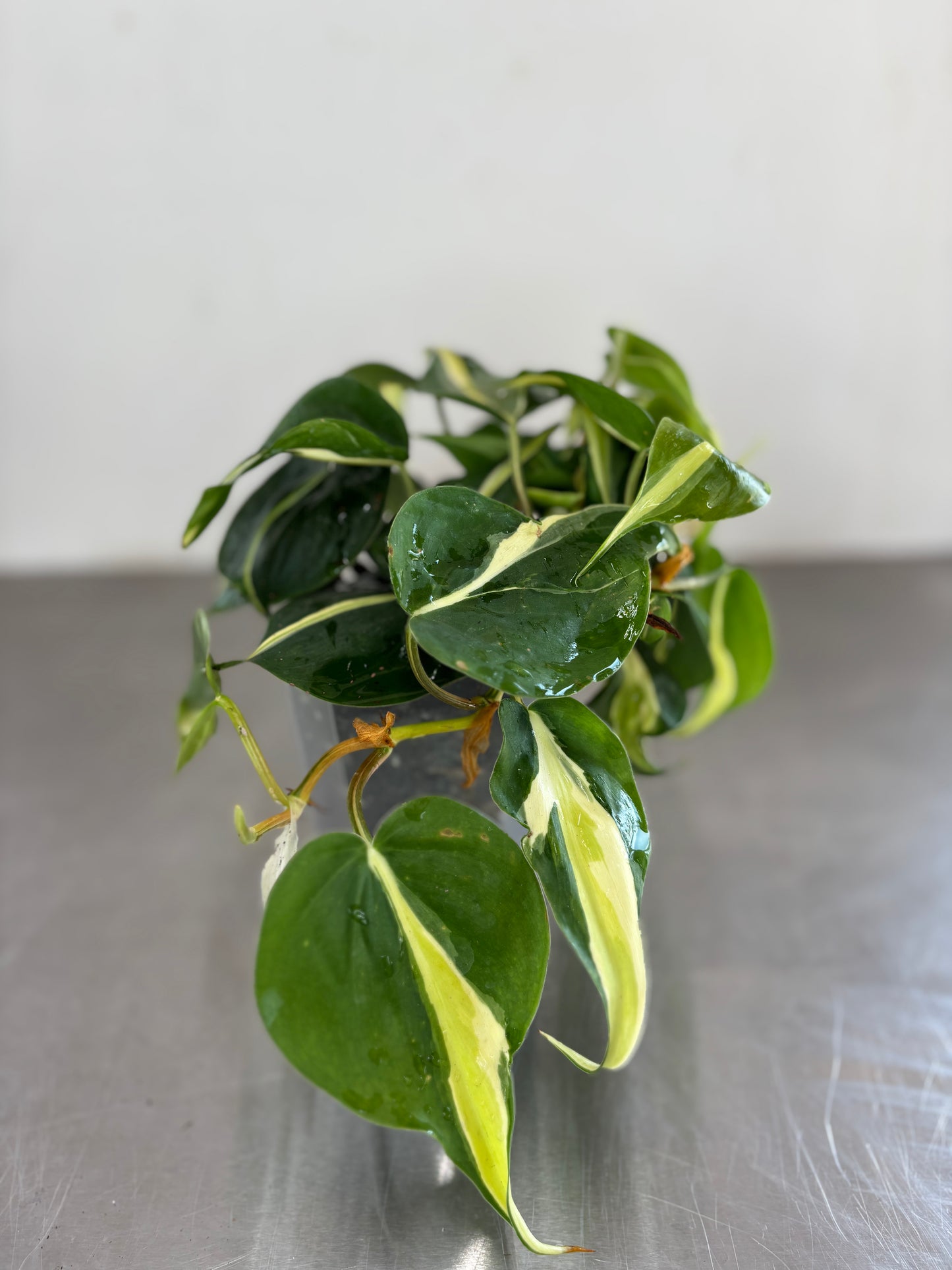 Philodendron hederaceum ‘Cream Splash’