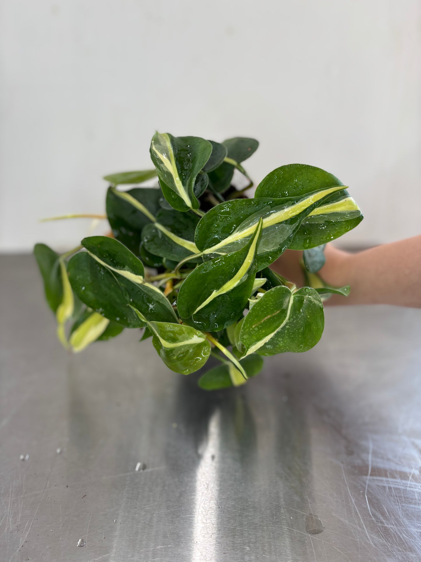 Philodendron hederaceum ‘Cream Splash’