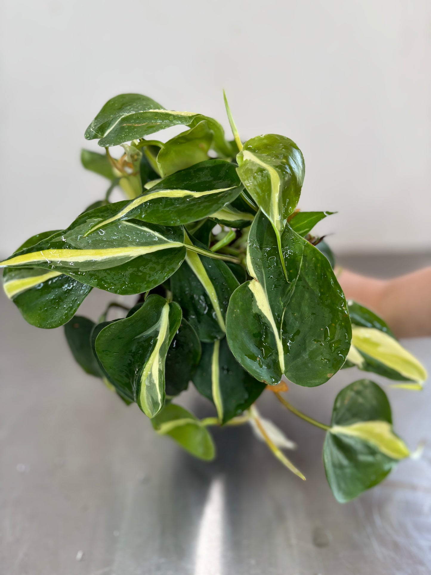 Philodendron hederaceum ‘Cream Splash’