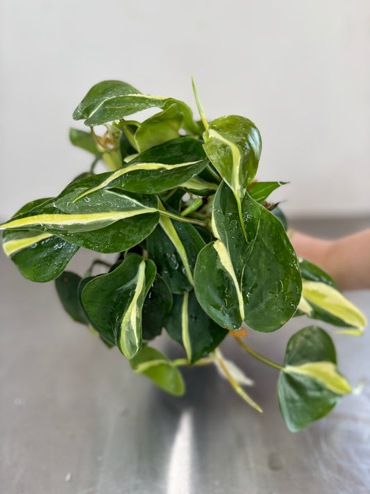 Philodendron hederaceum ‘Cream Splash’