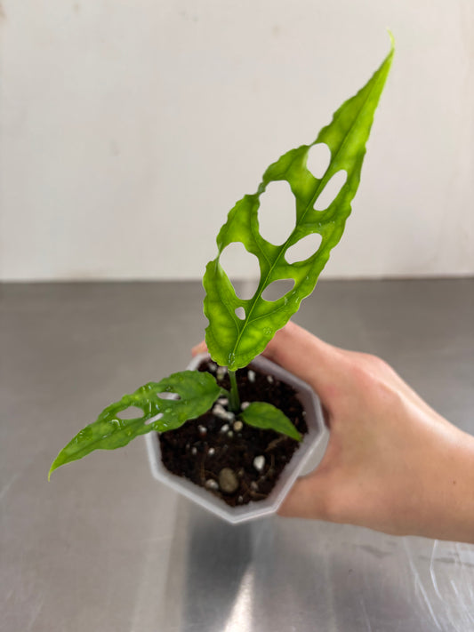Monstera obliqua 'Peru'