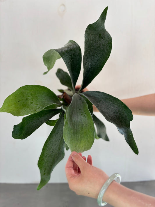 Platycerium bifurcatum (Staghorn Fern) with lush green antler-shaped fronds, ideal for wall-mounted indoor plant decor in home and garden spaces.