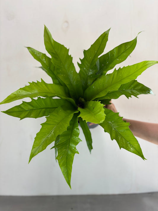 Asplenium ‘Gioia’ potted houseplant with glossy, wavy green fronds held against a white background. Ideal for indoor décor in low-light spaces.