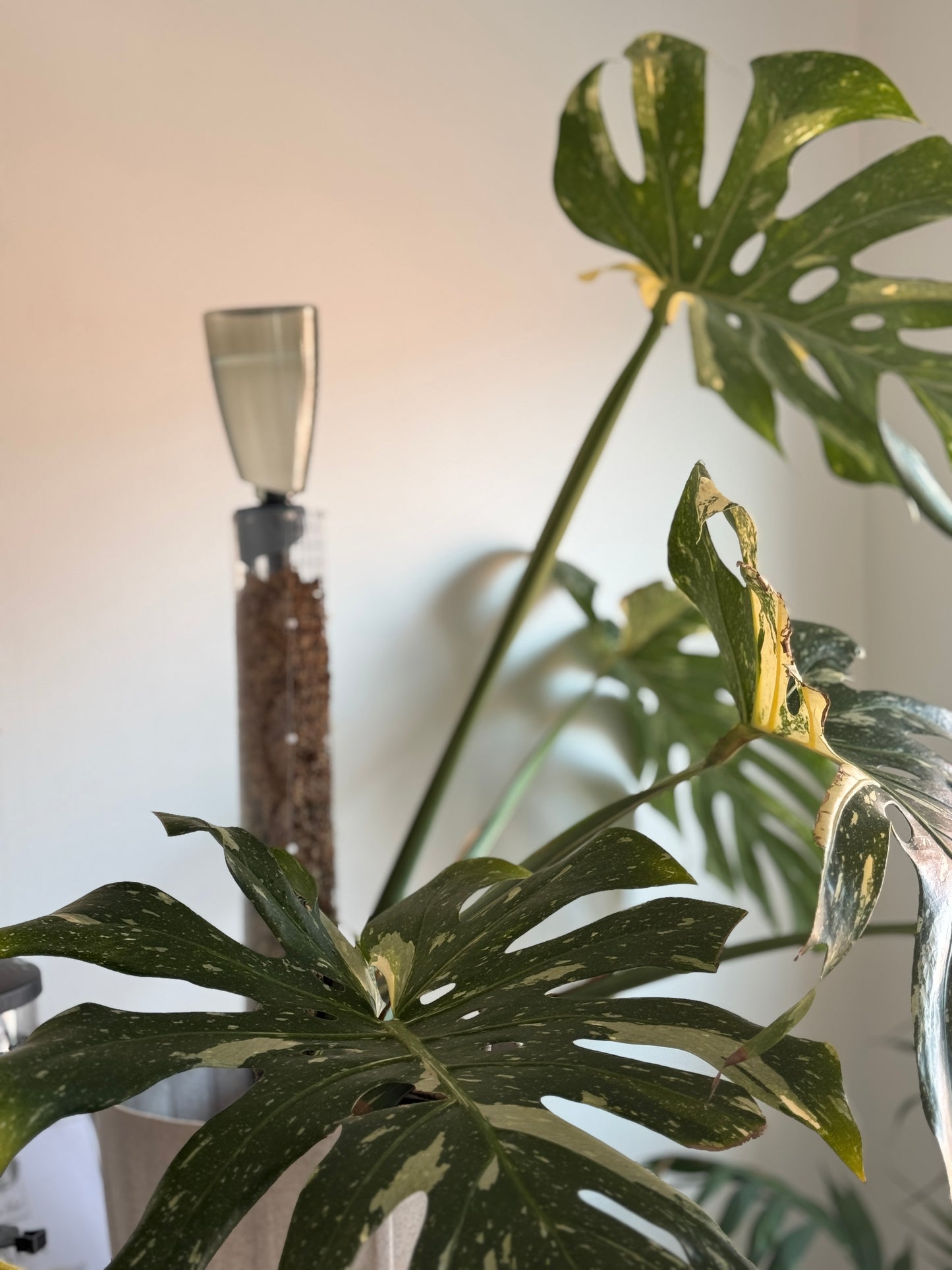 Dripper + Bottle