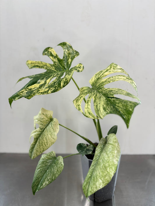 Monstera deliciosa 'MINT'