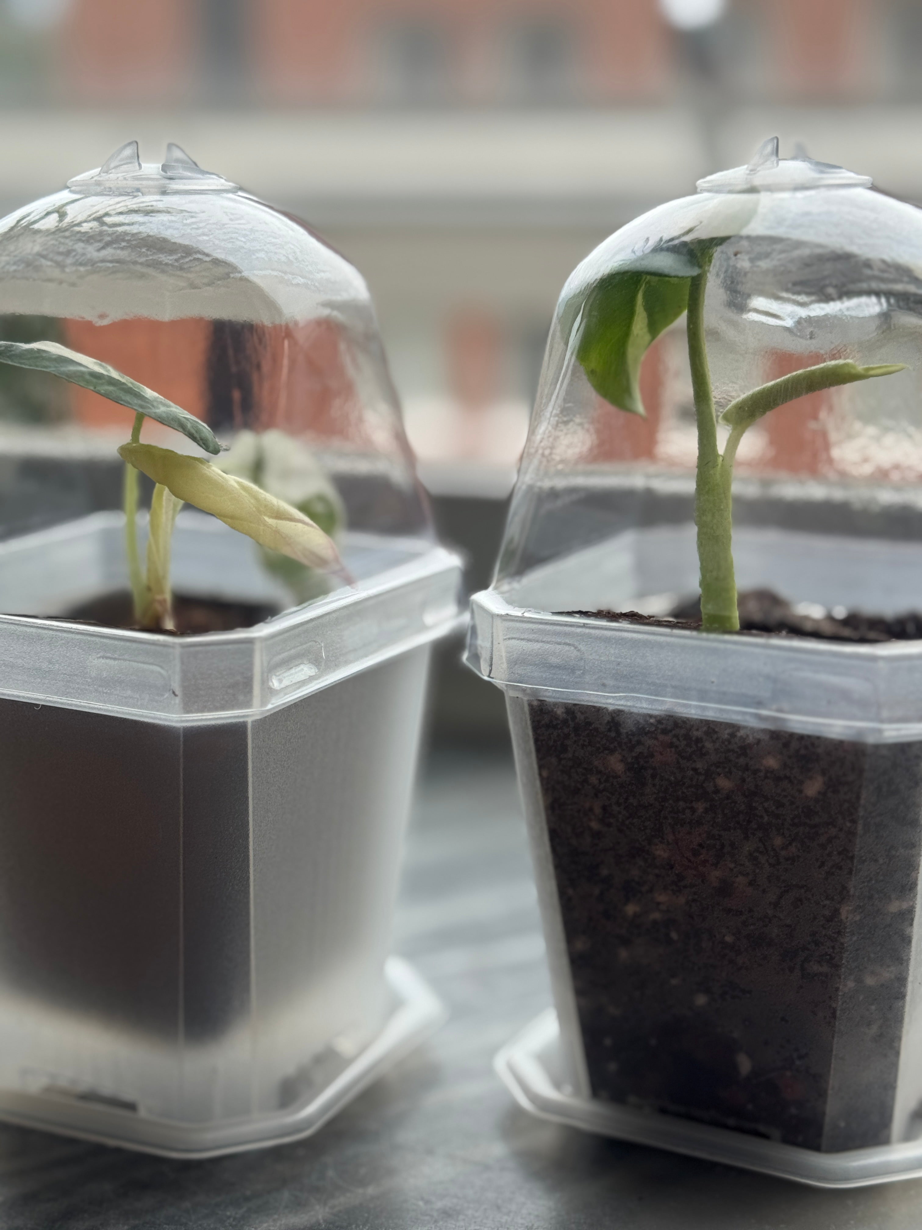 Transparent Plantlets Unique houseplants for all - to your local post office or in our shop ...