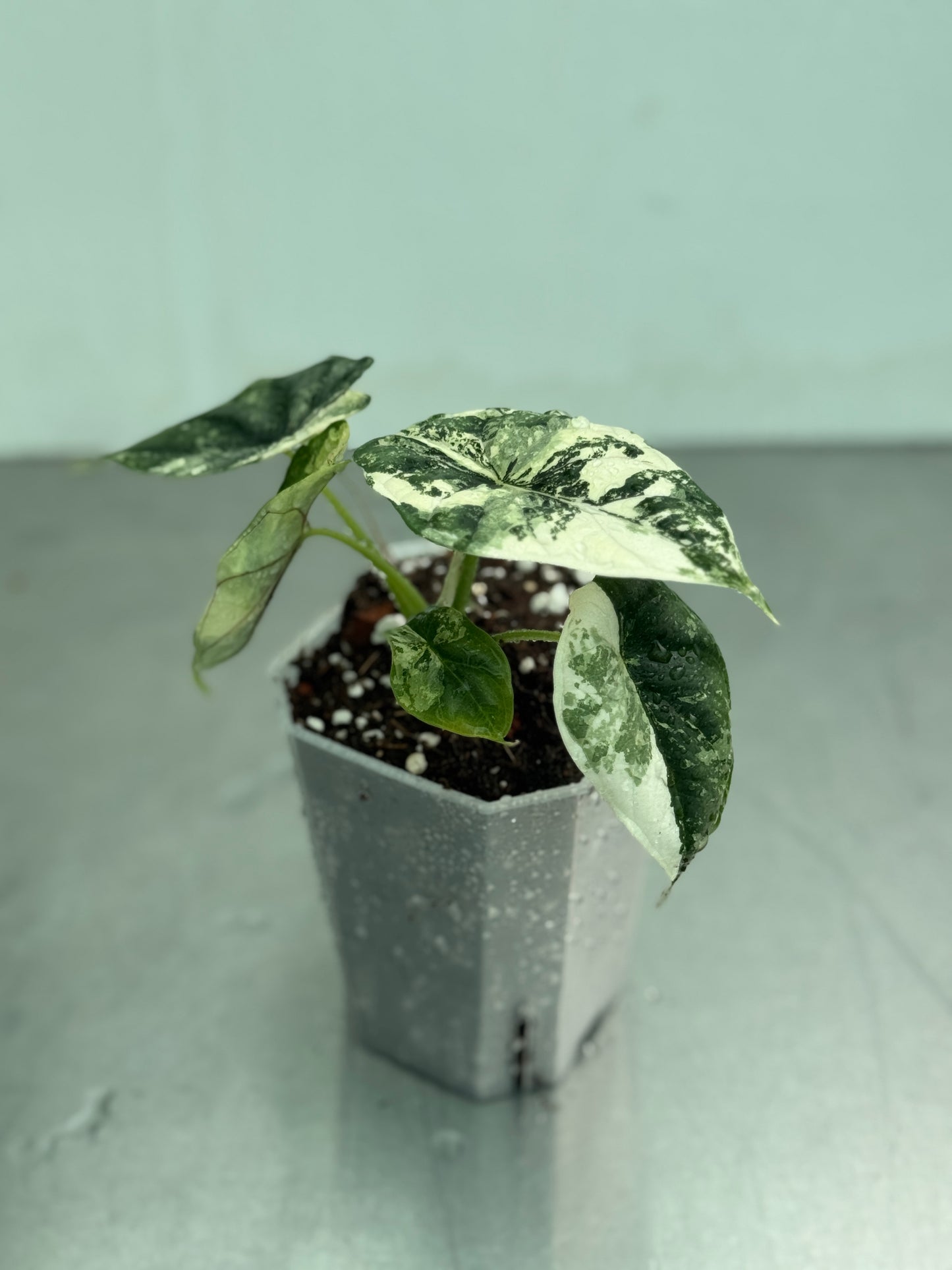 Alocasia baginda 'Dragon Scale' Albo