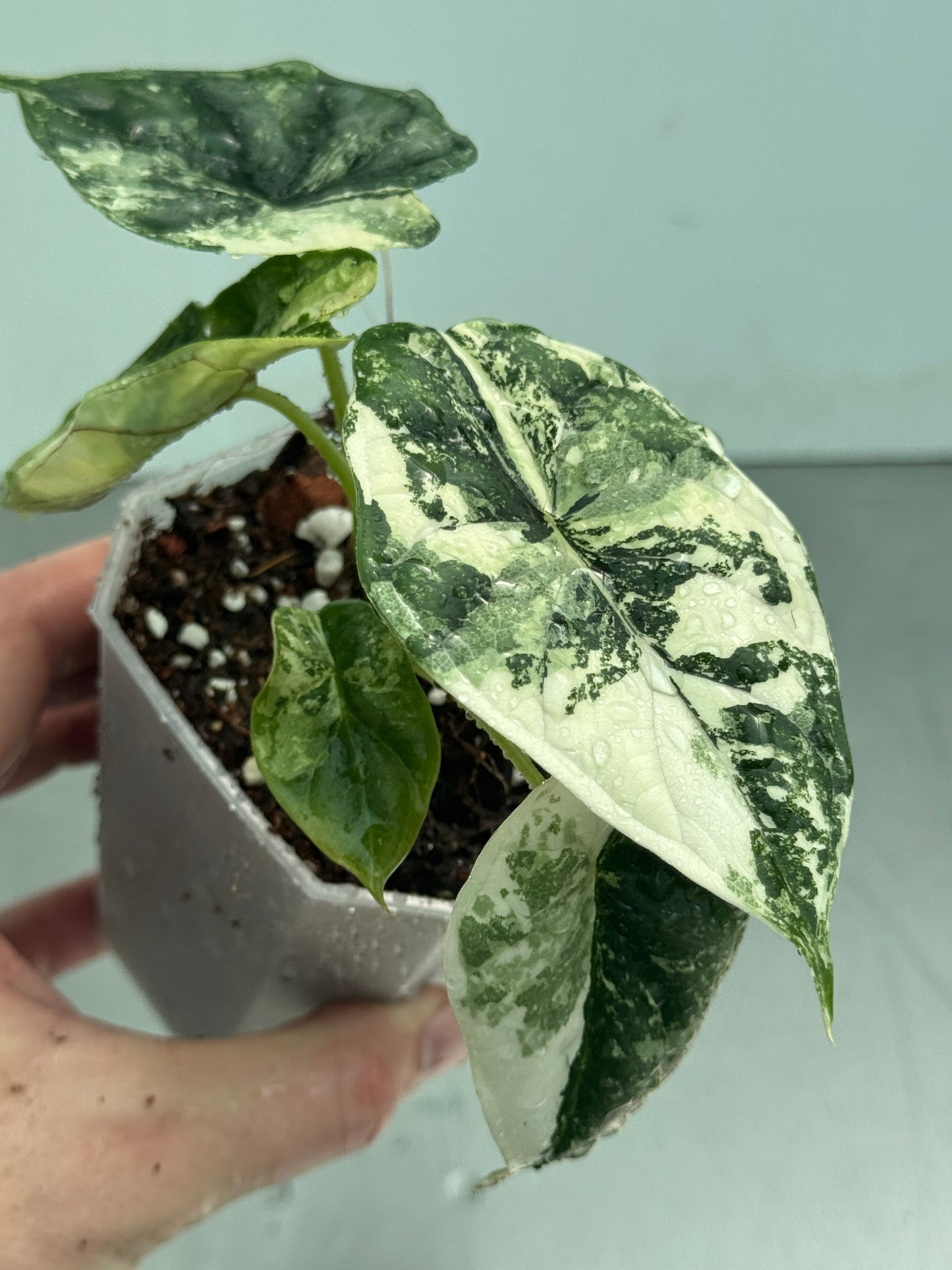 Alocasia baginda 'Dragon Scale' Albo