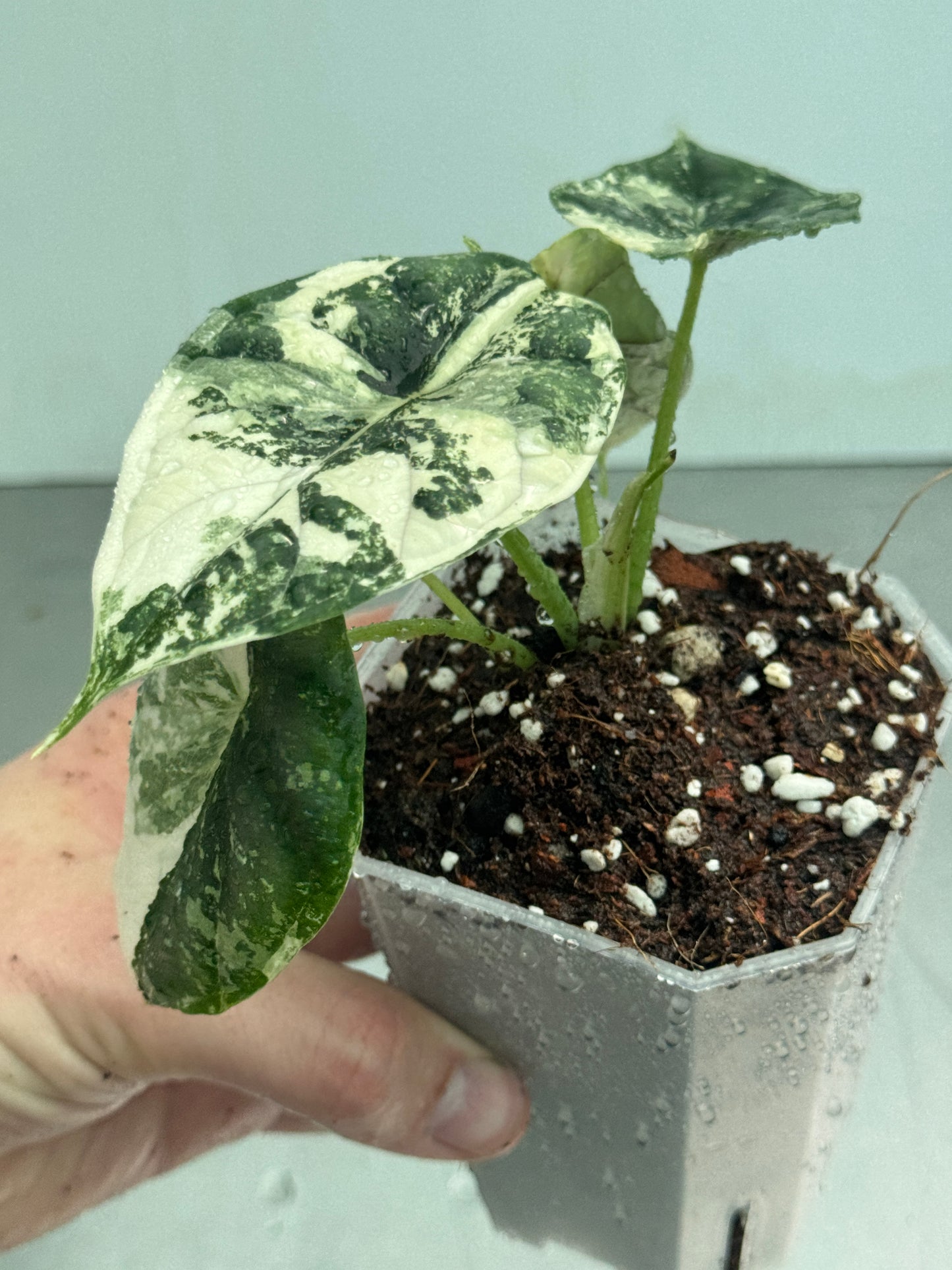 Alocasia baginda 'Dragon Scale' Albo