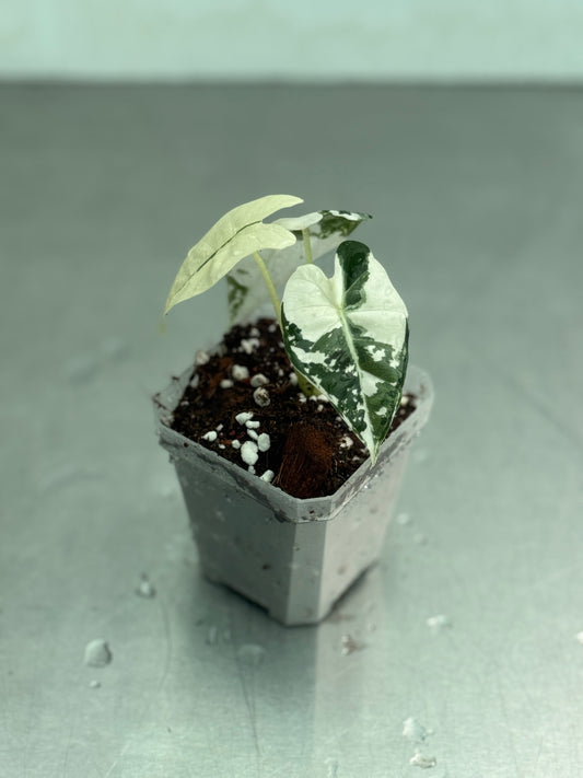 Alocasia micholitziana Frydek