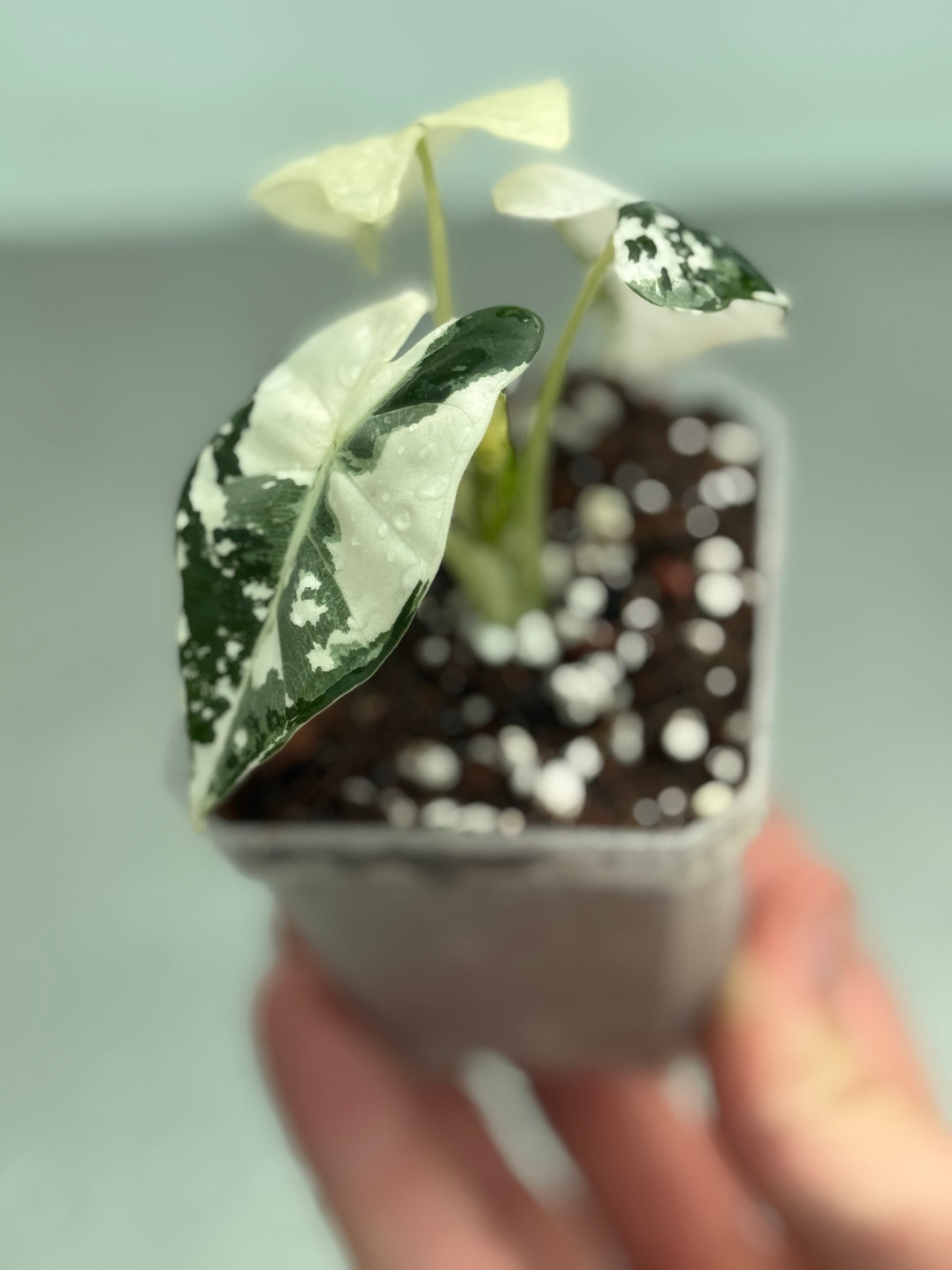 Alocasia micholitziana 'Frydek'