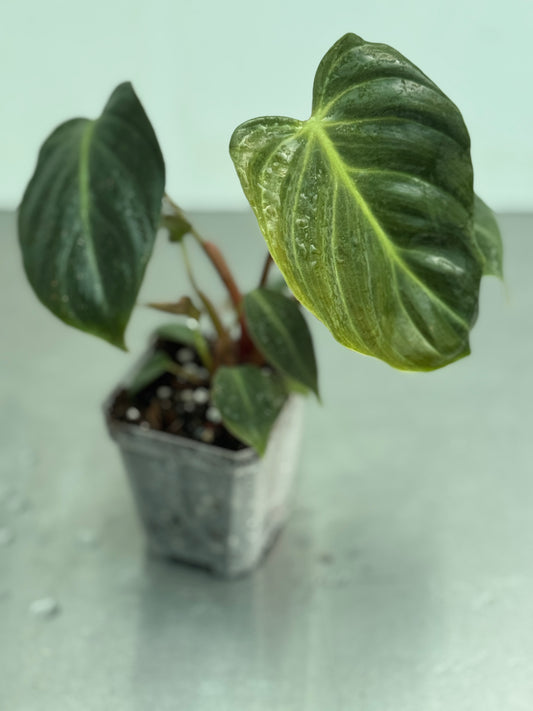 Philodendron rubrijuvenilum 'El Choco'