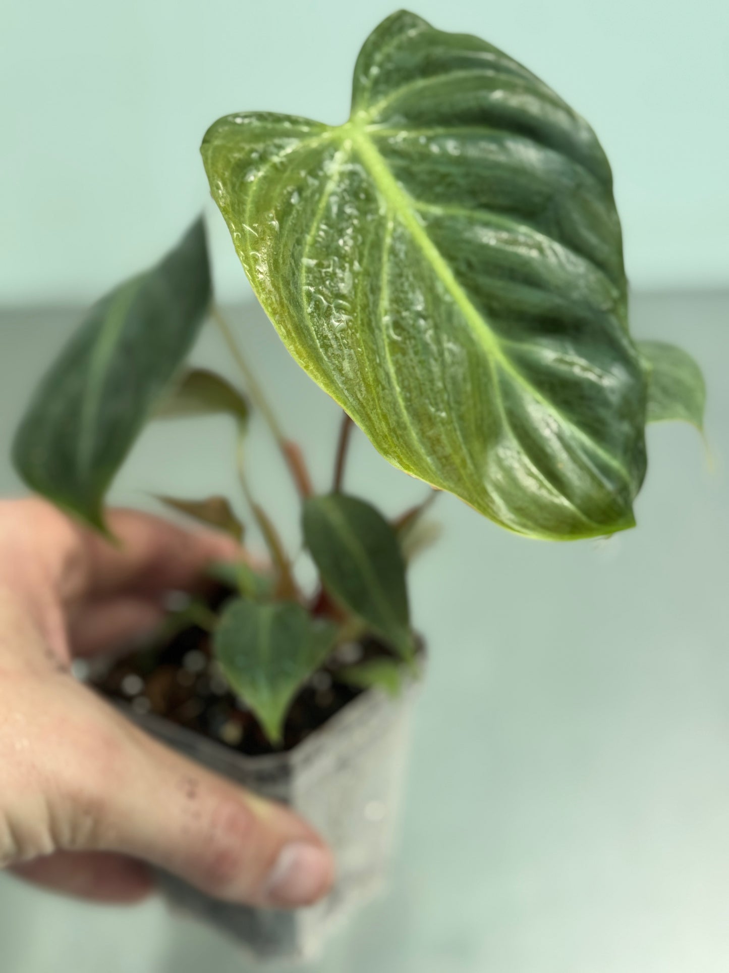 Philodendron rubrijuvenilum 'El Choco'