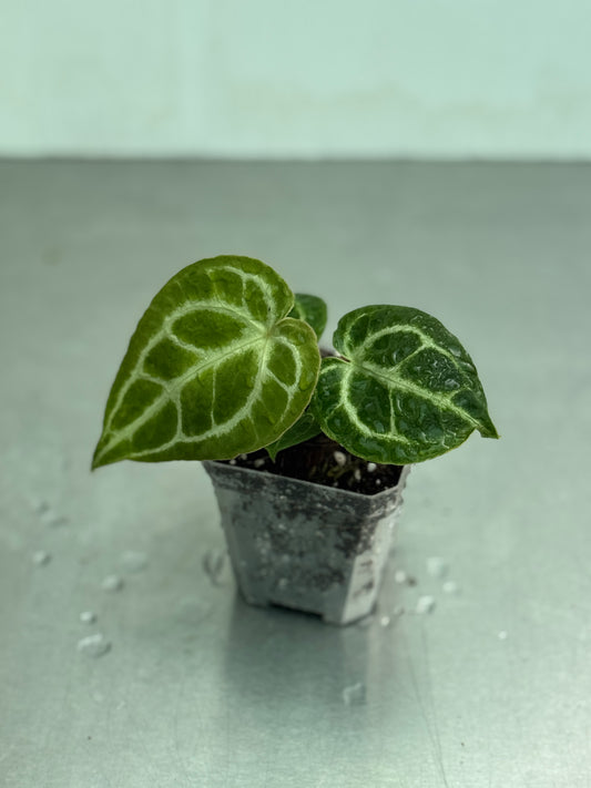 Anthurium crystallinum