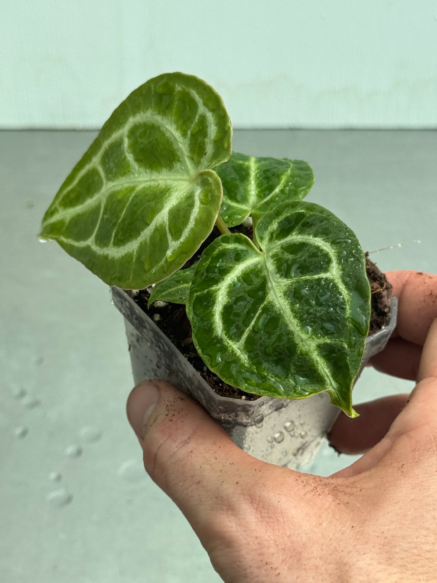 Anthurium crystallinum