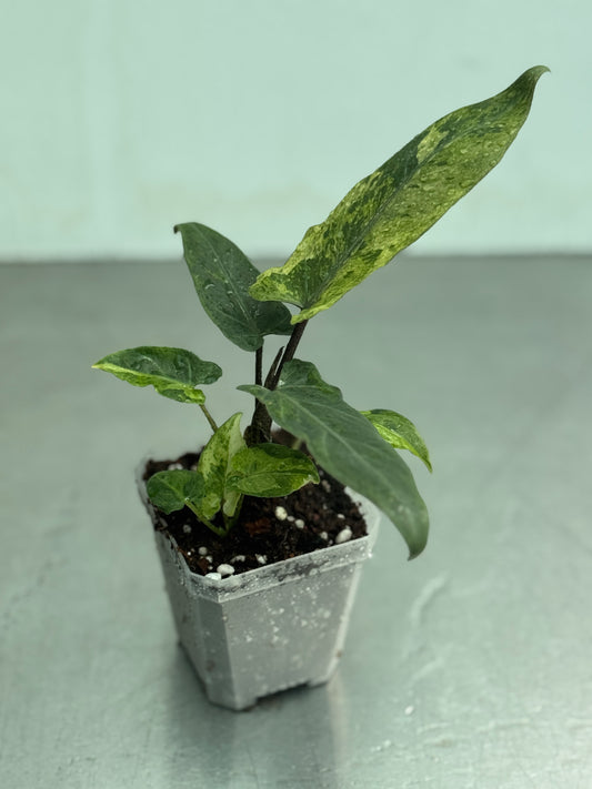 Alocasia lauterbachiana variegata