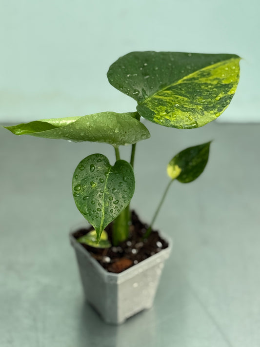 Monstera aurea