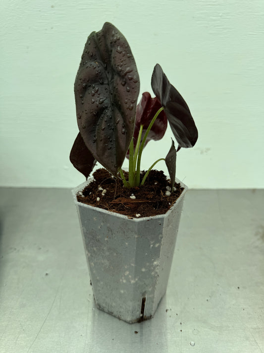 Alocasia cuprea 'RED SECRET'