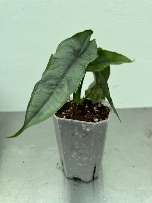 Alocasia heterophylla 'Dragons Breath' potted houseplant with silvery arrow-shaped leaves and deep green veins in a plastic nursery pot. Ideal for indoor tropical decor.