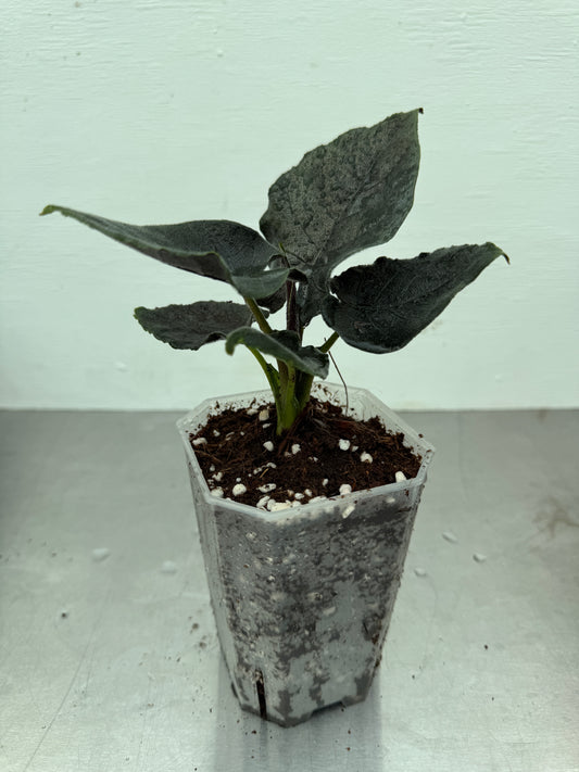 Alocasia chienlii 'Antoro Velvet'