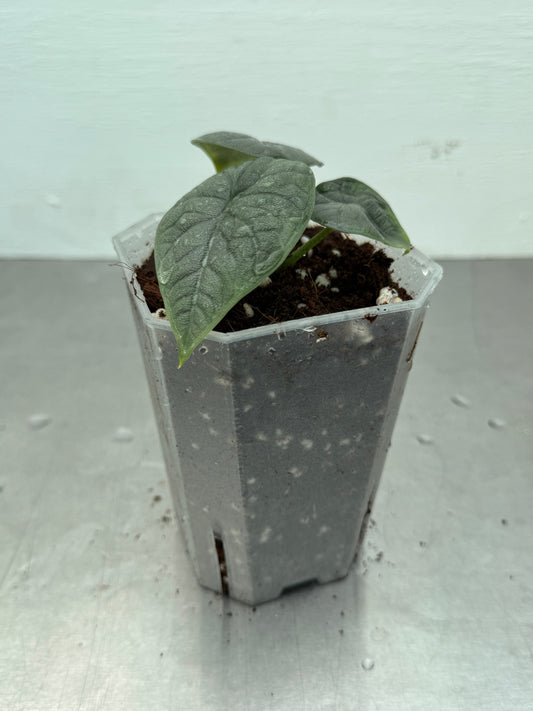 Alocasia melo potted in a nursery container with dark, textured leaves and rich soil, ideal for indoor plant collectors and home decor.