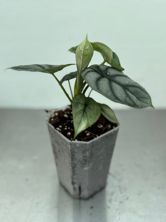 Alocasia 'Silver Dragon' potted houseplant with silver-grey textured leaves and dark veining, ideal for indoor decor and shaded garden spaces.