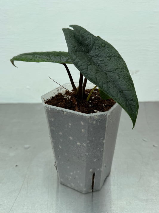 Alocasia Scalprum