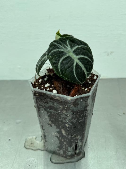 Alocasia Ninja potted houseplant with dark green arrowhead leaves and bold white veins in a clear plastic nursery pot. Ideal for compact indoor spaces.